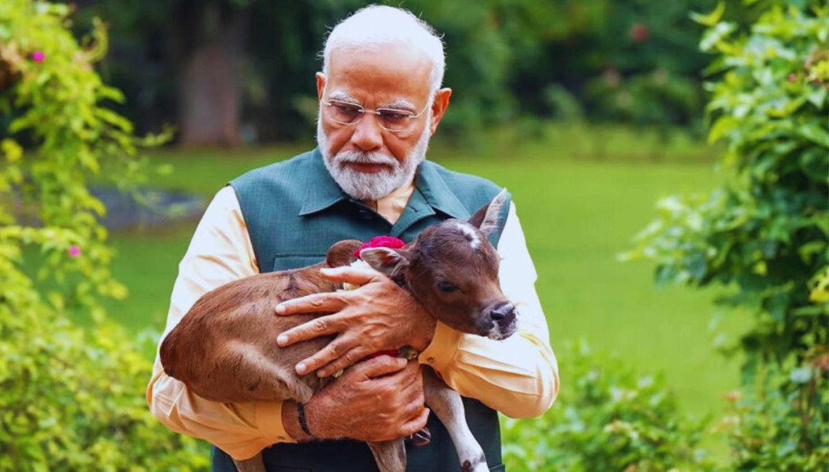 PM Modi Welcomes Newborn Calf ‘Deepjyoti’ at His Residence